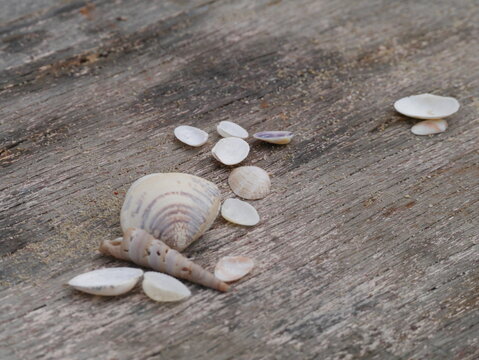 shells on the beach