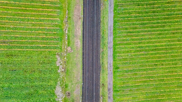 Aerial view of railway tracks passing through lush green vineyards with horizontal rows of vines in Crans VD, Vaud, Switzerland.