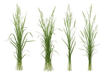 Obraz premium Four distinct bundles of green meadow grass with tall stalks and seed heads isolated on a solid black background, botanical style