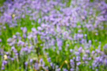 Obraz premium Blurred Wild flowers bloom in a field during spring with many green plants and purple petals under bright sunlight