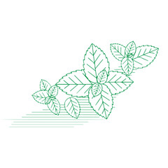 Mint Green Leaves Vector Set, Fresh Herbal Botanical Foliage Collection, Organic Peppermint Plant Illustration, Natural Garden Leaf Elements, Eco Nature Design Isolated on White Background © classic shape