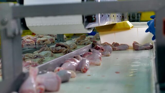 Raw chicken pieces on conveyor belt in poultry processing factory