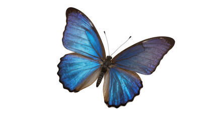 Blue Morpho Butterfly with iridescent wings © Hannah