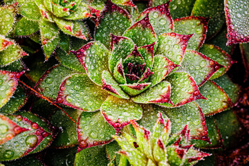 Obraz premium Succulent plants with water droplets on leaves after recent rain in a garden setting during daylight hours