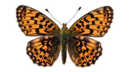 Orange and black patterned butterfly with fuzzy body © Hannah