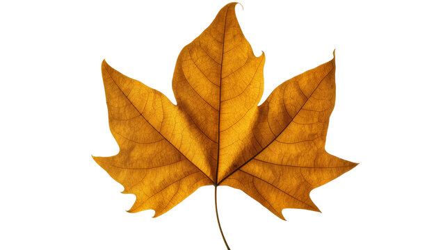 Autumn maple leaf with detailed veins, golden brown color