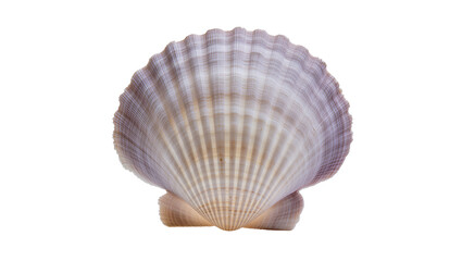 Scallop Shell with Ribbed Texture and Purple Hues © Hannah