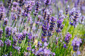 Fototapeta premium Lavender flowers growing in a field under the sunlight during the summer season