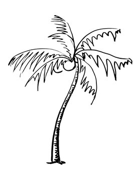 Hand drawn palm tree black ink sketch isolated on white background