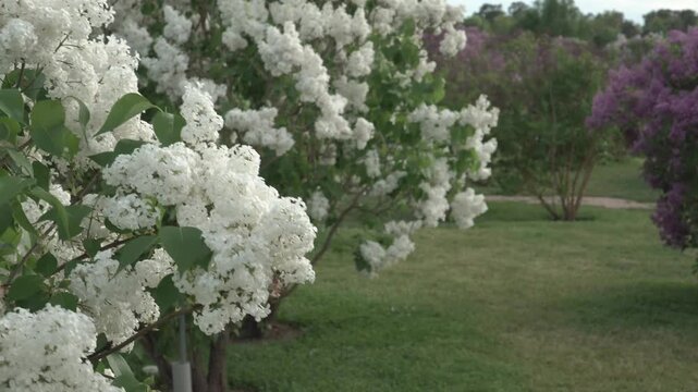 Close-up of abundant white lilac blossoms flowering in Dobele Lilac Garden, with colorful shrubs and lush greenery in the background. Ideal for spring or gardening themes and botanical presentations. 