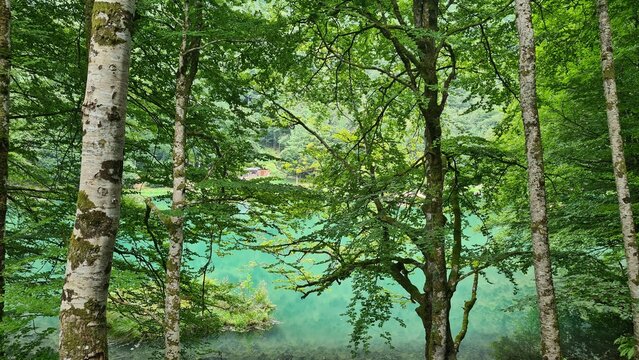 Le lac de Bethmale et ses sublimes eaux vert-&eacute;meraude vus depuis la for&ecirc;t environnante (Pyr&eacute;n&eacute;es ari&eacute;geoises)