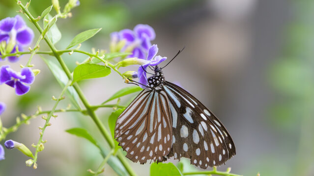 Beautiful blue glassy tiger butterfly sitting on purple duranta flowers feeding nectar close up