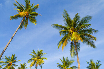 Fototapeta premium palm trees on blue sky