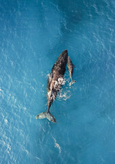 Portrait picture of a mum and a calf humpback whales breathing at the surface in the Ningaloo reef, Western Australia. Wonderful drone shot of two beautiful whales swimming together in Exmouth. © Elsa
