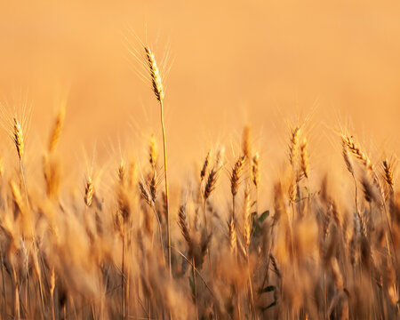 Wheat Ready for Harvest in the Palouse