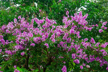 Obraz premium Purple Lagerstroemia speciosa flowers blooming in Vietnam, captured as a lush tree canopy with green foliage and soft natural daylight.