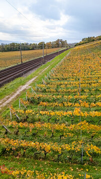 Aerial view of a vineyard with golden autumn leaves adjacent to a railway line under a cloudy sky in Crans VD, Vaud, Switzerland.