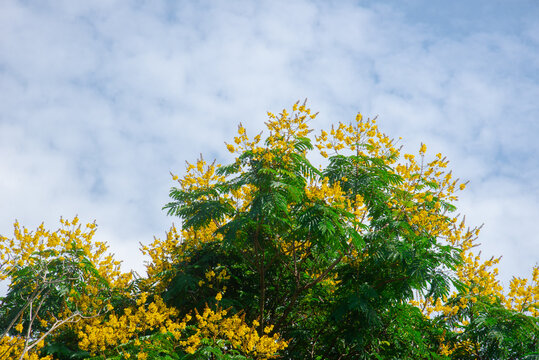Yellow Peltophorum pterocarpum flowers blooming over a green canopy in Vietnam, photographed under a bright blue sky with soft natural light.
