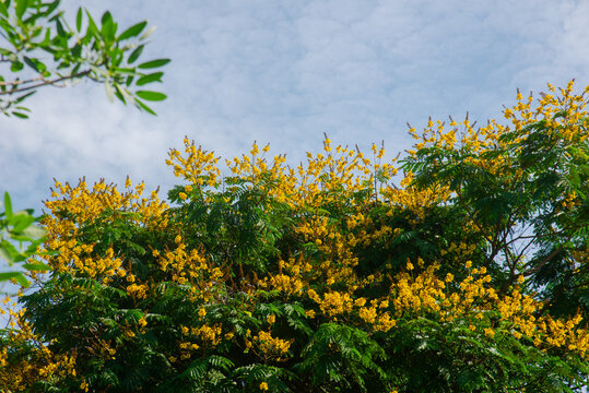 Yellow Peltophorum pterocarpum flowers blooming over a green canopy in Vietnam, photographed under a bright blue sky with soft natural light.