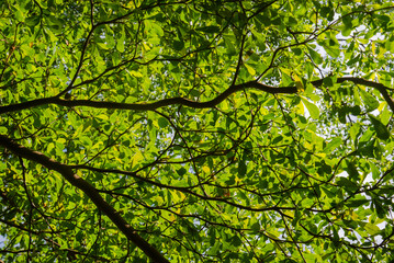 Fototapeta premium Green Terminalia mantaly foliage spreading across the sky in Vietnam, photographed from below with layered branches and soft natural sunlight. 