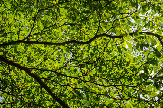 Green Terminalia mantaly foliage spreading across the sky in Vietnam, photographed from below with layered branches and soft natural sunlight.
