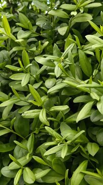 Full frame green leaves texture swaying in wind. Green bush leaves background in motion. Natural wallpaper for eco branding, healthcare, gardening or environmental conservation content.