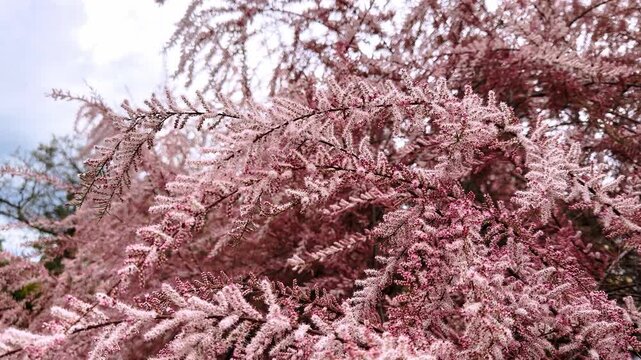 Blooming tamarix shrub branches close up. Pink tamarisk flowers in soft selective focus. Beautiful retro spring botanical background.