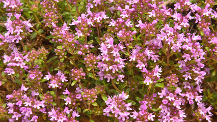 Fototapeta premium A close-up view of the tiny but very beautiful flowers of Thymus serpyllum.