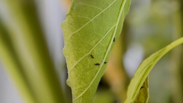 Relaxing Nature Scene with Ants