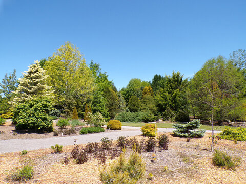 Summer landscape with trees  in the park