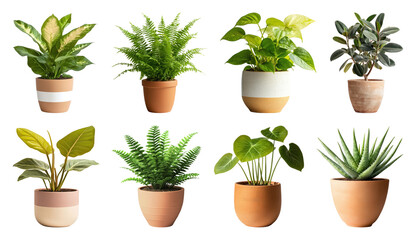 Fototapeta premium PNG Vibrant potted plants collection on transparent background