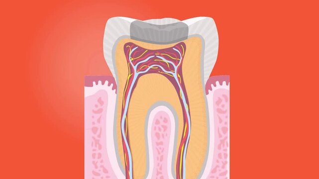 Cross-section illustration of a human tooth showing its internal structure including pulp and root canal