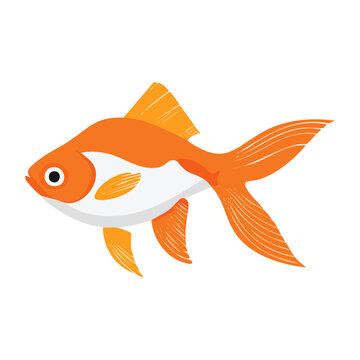 Orange and white goldfish illustration