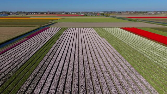 Aerial drone view along straight, parallel rows of a large patchwork field featuring pink, white, and red tulips leading toward a distant village horizon in the Netherlands.