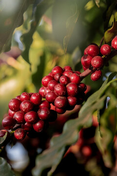 Macro close-up de frutos maduros de caf&eacute; vermelho no galho com folhas verdes na planta&ccedil;&atilde;o.