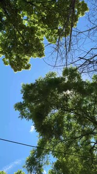 Green Tree Crowns and Blue Sky Viewed from Below Vertical Nature Footage
