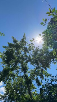 Green Tree Canopy Against Blue Sky Vertical Nature Video Footage