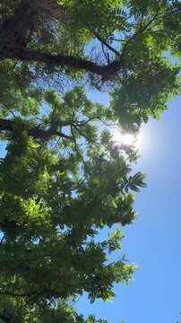 Sun Shining Through Green Tree Canopy Vertical Forest Nature Video