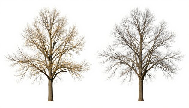 Changing seasons seasonal tree growth and dormancy nature illustration isolated conceptual visuals