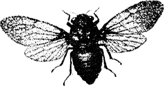 Cicada insect with spread wings in black and white. Detailed vector illustration with textured silhouette and symmetrical style.