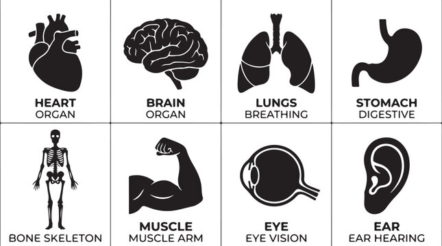 Anatomy icons, human body parts, medical symbols, organ illustrations, health graphics