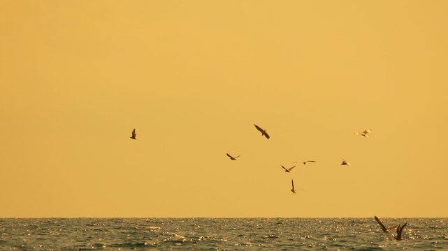 Sunset seascape birds flying above glistening ocean water during golden hour with copy space