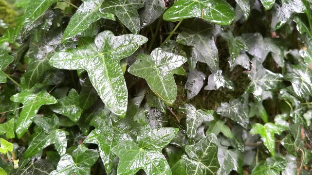 Close up background shot of ivy leaves moving shot nature in woodland and forest UK 4K
