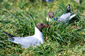 Lachmöwe in einer Brutkolonie am Eidersperrwerk. © Jochen Mank