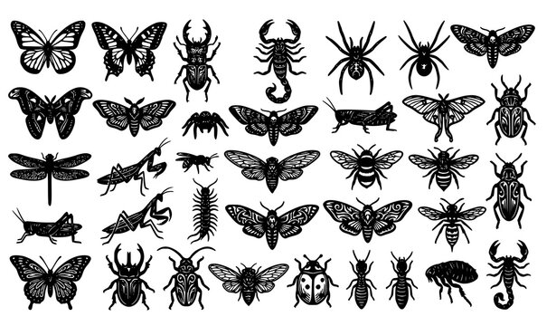Detailed Insect Silhouette Vector Set with Butterflies Spiders Beetles and Scorpions
