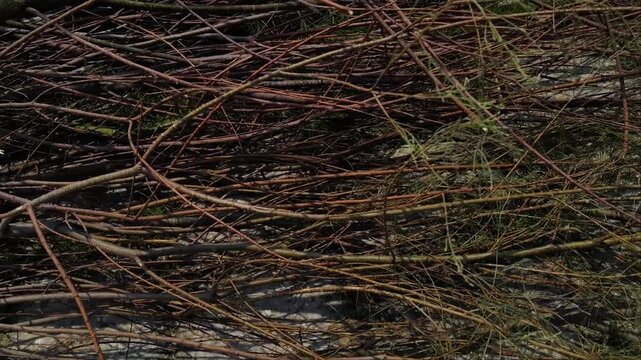 Dense tangle of thin brown branches and aquatic vines floating on the river water