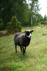 Obraz premium Black and white sheep in a meadow