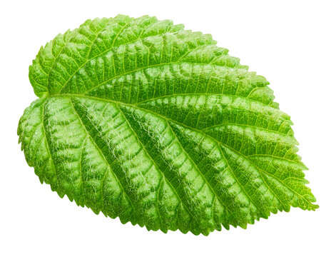 hazelnut with green leaves isolated on white background