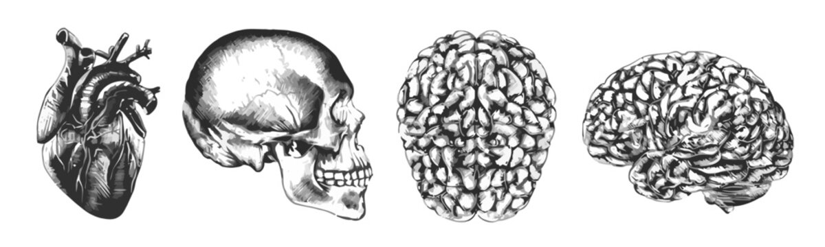 Human Anatomy: Heart, Skull, and Brain Illustrations