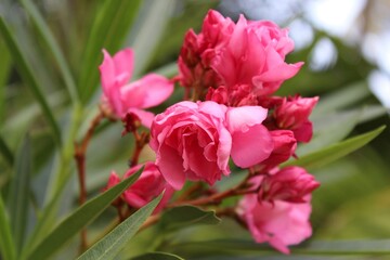Fototapeta premium pink flower closeup